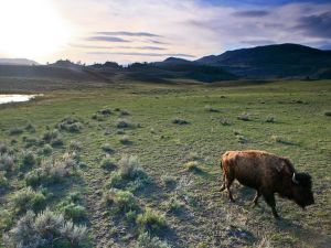 wyoming-buffalo-sunset_17639_600x450