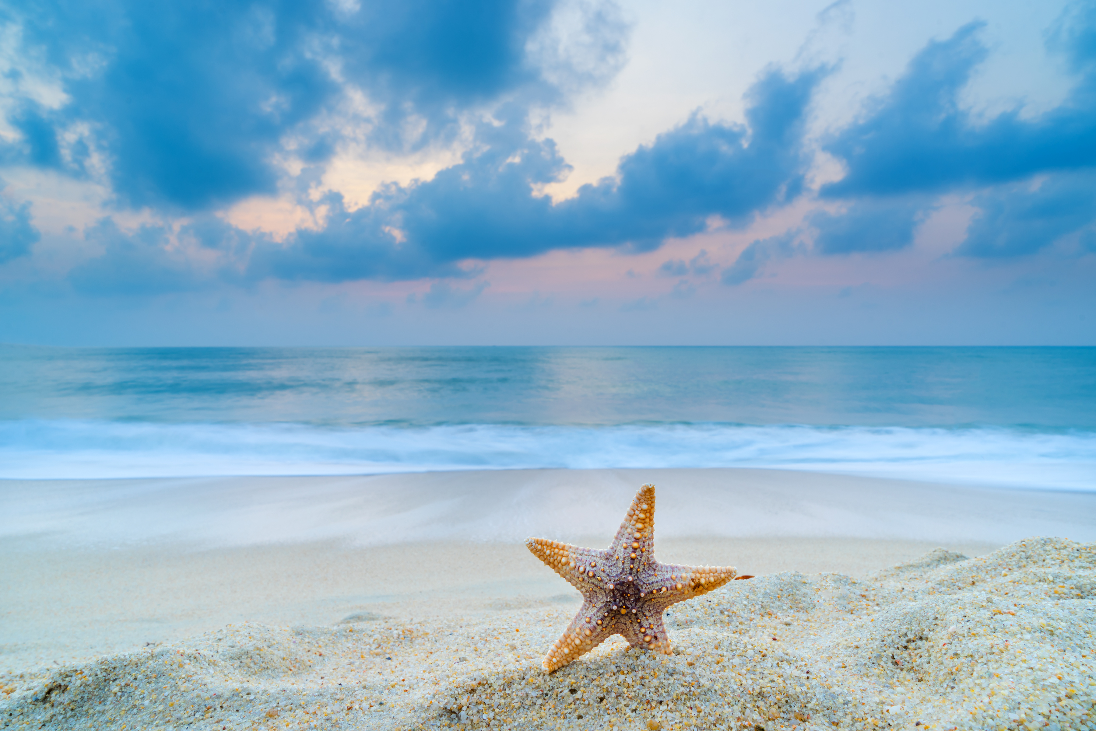 starfish on the beach at sunrise